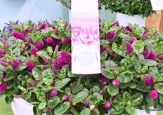 Addenda's Dona Alina won a bronze medalle for best novelty.